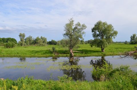 Озеро-старица в районе биостанции Сива